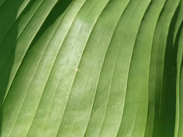 Verde Listrado Vegetativo Desfocado Fundo Abstrato Close Uma Folha Veios — Fotografia de Stock