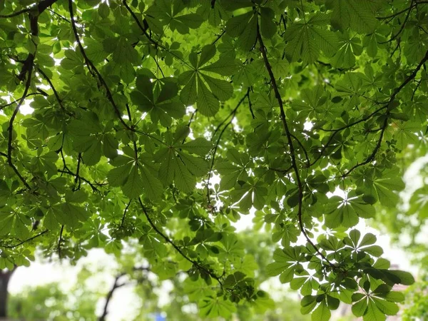 Hojas Nuevas Castaño Indias Castaños Ramas Hojas Bosque Fotografiados Desde —  Fotos de Stock