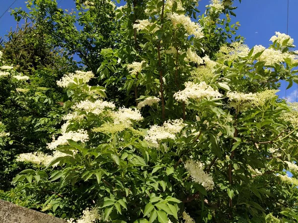 Äldste Vita Blommor Som Ört Buske Blommar Med Vita Blommor — Stockfoto