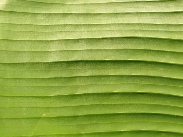 Fond Abstrait Flou Végétatif Rayé Vert Gros Plan Une Feuille — Photo