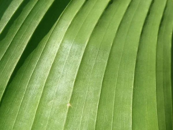 Fond Abstrait Flou Végétatif Rayé Vert Gros Plan Une Feuille — Photo