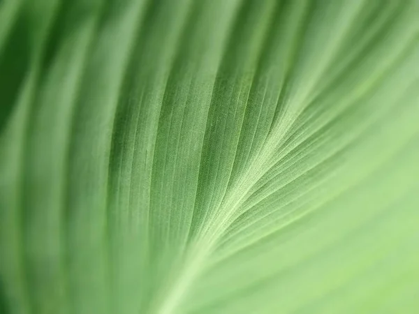 노골적 줄무늬의 자연적 바나나 잎이나 스타의 빈티지 부드러운 포커스 클로즈업 — 스톡 사진
