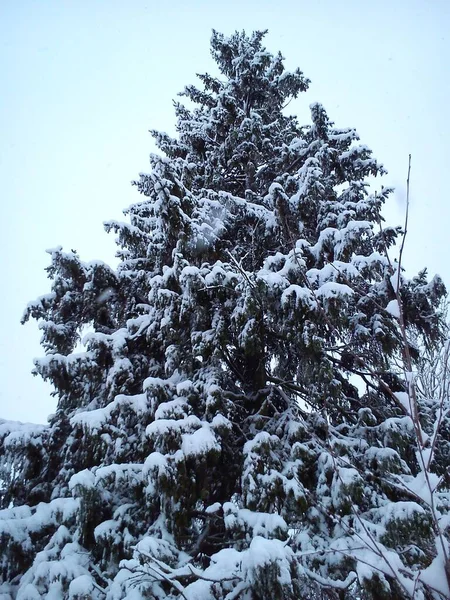 Tallkvistar Tål Praktiskt Taget Inte Tung Staplad Snö Kort Vinter — Stockfoto