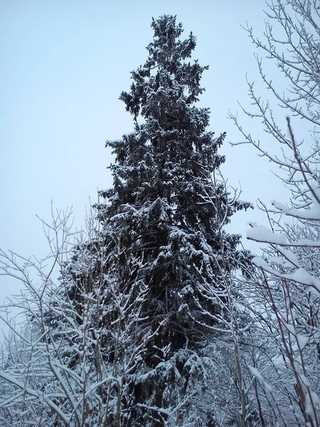 Tallkvistar Tål Praktiskt Taget Inte Tung Staplad Snö Kort Vinter — Stockfoto