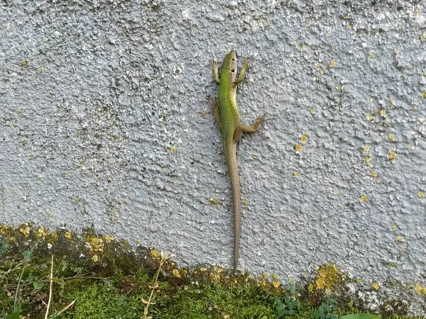 Green beautiful lizard sits on the wall and poses, looking at the camera. Shimmering multi-colored lizard skin and long tail. Serbia, Balkans.