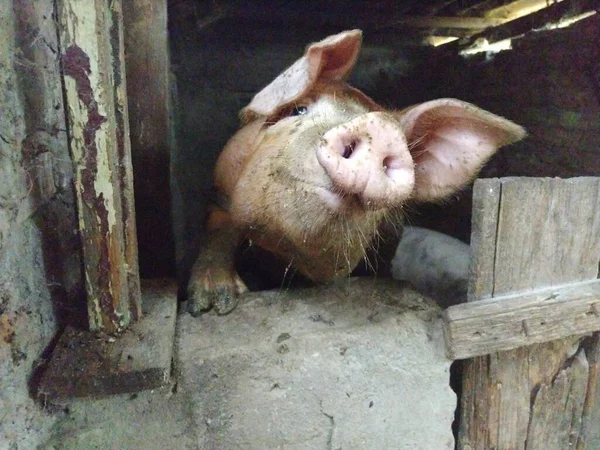 Maiale Fienile Posa Telecamera Animale Alza Naso Guarda Macchina Fotografica — Foto Stock