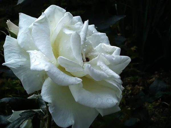 Weiße Rose Hintergrund Frische Blume Mit Wassertropfen Schöne Nasse Pflanzenblätter — Stockfoto