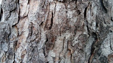 Ağaç kabuğu. Kambiyumun dışında bulunan bir doku koleksiyonu. Doku kabuğu kafiyeli. Yakın plan..