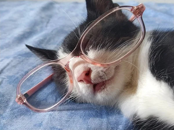 Eine Junge Schwarz Weiße Katze Brille Mit Rosa Rand Schläft — Stockfoto