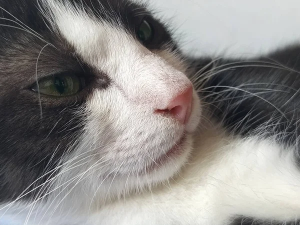 Muzzle of a black and white cat close-up from the side. Feline pink nose, white mustache, green eyes. A haughty look