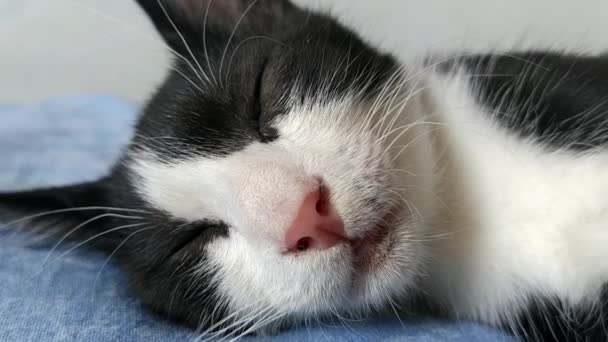 Movimientos oculares en un gato blanco y negro dormido. El gatito tiene un sueño REM y se contrae. Convulsiones y calambres faciales — Vídeo de stock