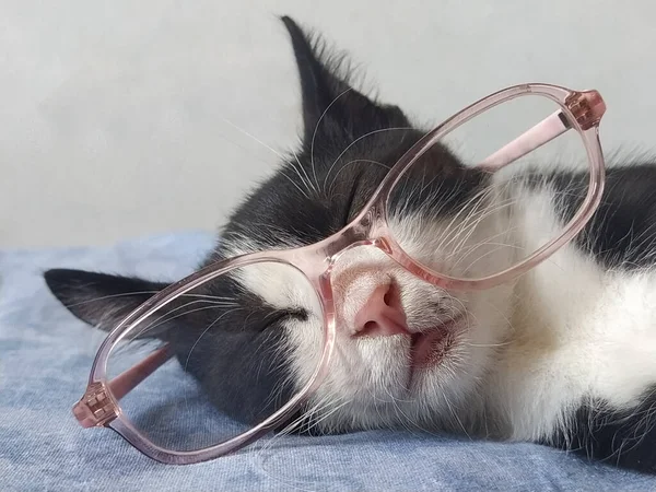 Eine Junge Schwarz Weiße Katze Brille Mit Rosa Rand Schläft — Stockfoto