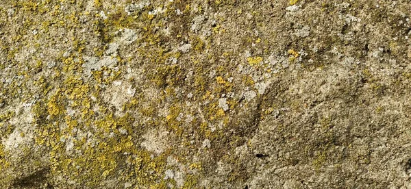 Green Moss Pedra Textura Musgos Líquenes Pedra Amarelo Cores Verdes — Fotografia de Stock