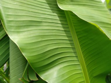 Doğada yeşil muz yaprağı, muz yaprağı.