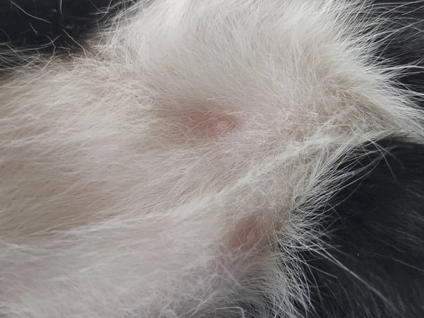 Cat nipples in closeup. Two pink nipples on the belly of a young male kitten. White-black wool around the animal's milk wands