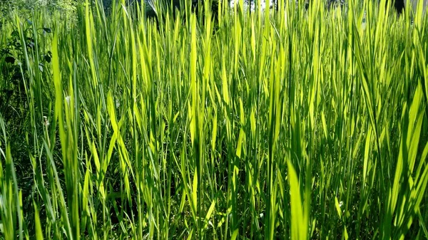 Зеленый Фон Гравитации Солнечным Излучением Пшеничное Поле Прорастали Озимые Культуры — стоковое фото