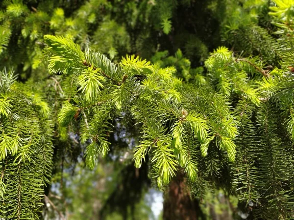 Hermosas Ramas Abeto Brillante Fondo Natural Agujas Finas Coníferas Fondo — Foto de Stock