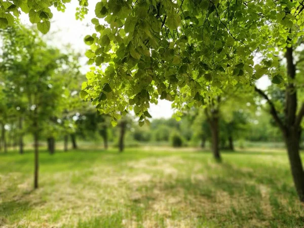 아름다운 낙엽수림입니다 사진은 Linden 아래에서 것이다 보이지 흰머리 — 스톡 사진