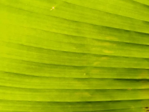 Fond Abstrait Flou Végétatif Rayé Vert Gros Plan Une Feuille — Photo