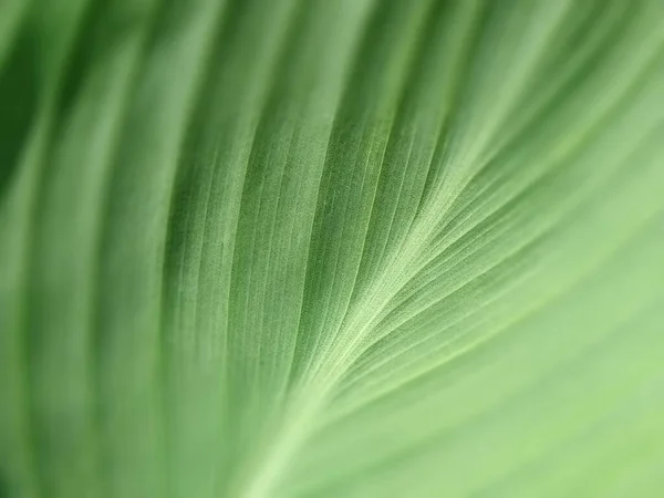 노골적 줄무늬의 자연적 바나나 잎이나 스타의 빈티지 부드러운 포커스 클로즈업 — 스톡 사진