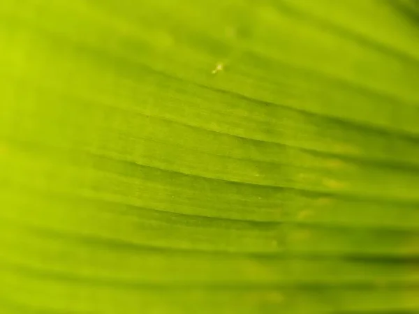Green Striped Vegetative Blurred Abstract Background Close Green Veined Leaf — Stock Photo, Image