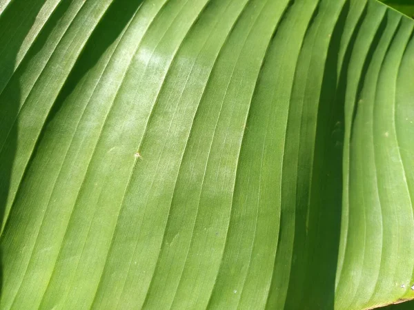 줄무늬 식물은 추상적 배경을 흐릿하게 했습니다 초록색 사진입니다 부드러운 바나나 — 스톡 사진
