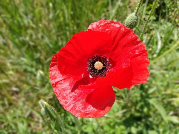 Beautiful Red Poppy Close Spring Summer Flower Bright Color Stamens — Stock Photo, Image