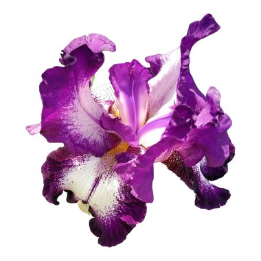Beyaz ve mor renkli zarif bir iris çiçeği. Beyaz arka plan. İzole et. Kare görüntü. Stamens ve Pistils.
