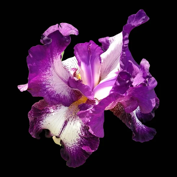 Belle Fleur Iris Gracieuse Couleur Blanc Violet Sur Fond Noir — Photo