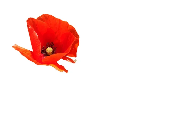 Poppy Flowers Geïsoleerd Witte Achtergrond Een Macro Symbool Van Slaap — Stockfoto