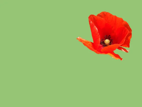 Квіти Поппі Ізольовані Зеленому Фоні Макро Символ Сну Облівіону Уяви — стокове фото
