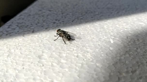 A mosca senta-se no isopor e limpa as patas dianteiras. Close-up. Diptera. Mosca da casa comum, Musca domestica no fundo branco. — Vídeo de Stock