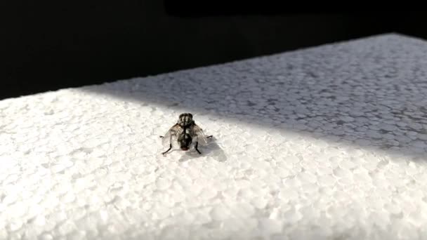 Een grote zwarte vlieg reinigt zijn kop en grote ogen met zijn poten. Achteraanzicht. Close-up van een insect op wit schuim. Huis vlieg in het appartement — Stockvideo
