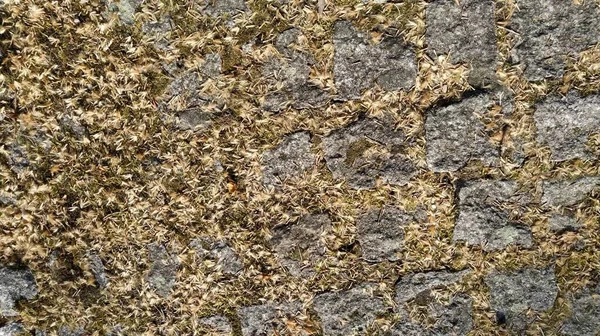 Pile Large Granite Cobblestones Boulders Overgrown Green Moss Lichen Garden — Stock Photo, Image