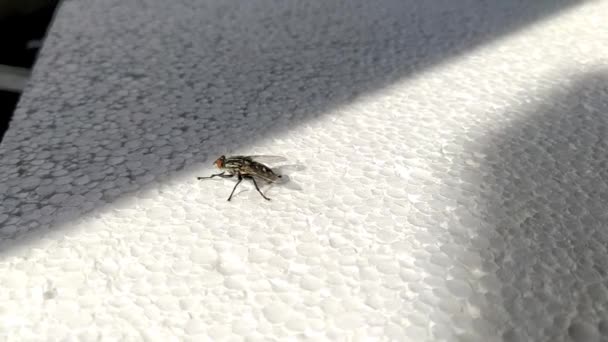 Voe sobre um fundo branco. O inseto limpa a frente e depois as patas traseiras. Limpando os membros do pó e da sujeira. Close-up de uma mosca. — Vídeo de Stock