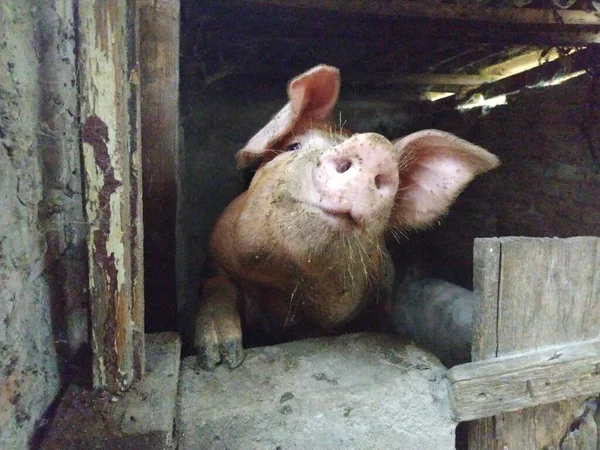 Maiale Fienile Posa Telecamera Animale Alza Naso Guarda Macchina Fotografica — Foto Stock