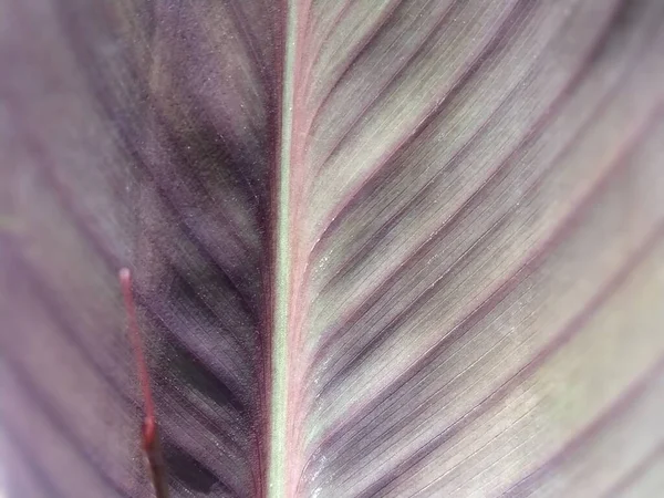 Veilchenblätter Nahaufnahme Tropische Pflanzen Als Natürlicher Hintergrund Schlieren Und Kratzer — Stockfoto