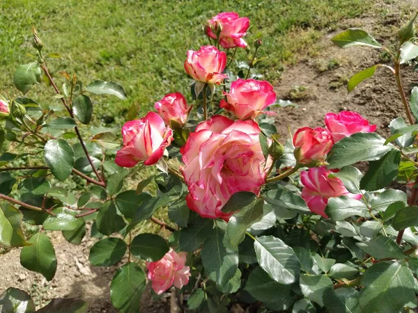 Busch Aus Zweifarbigen Weiß Rosa Rosen Rosengarten Hybrid Tea Rose — Stockfoto