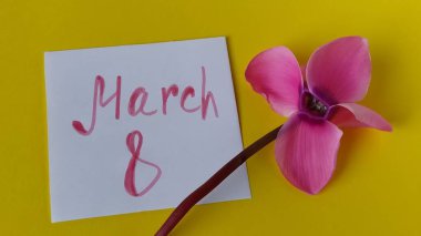 Sarı arka planda beyaz, boş bir kağıt. Sağ tarafta pembe bir siklamen çiçeği var. Yazıt 8 Mart.