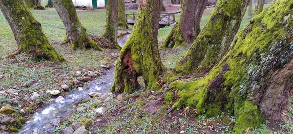 Troncos Árbol Con Musgo Corriente Desembocadura Del Río Bosnia Herzegovina —  Fotos de Stock