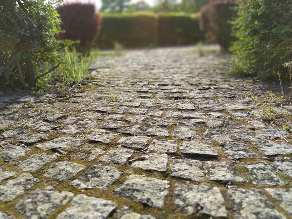 Estrada Cobblestone Parque Fumado Entre Arbustos Cortados Efeito Bokeh Pedras — Fotografia de Stock