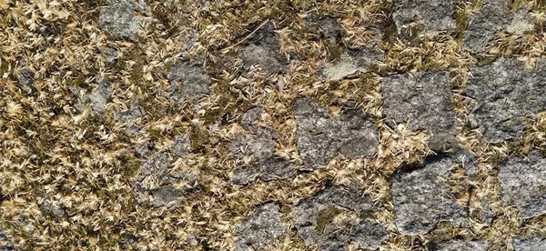 Pile Large Granite Cobblestones Boulders Overgrown Green Moss Lichen Garden — Stock Photo, Image