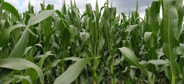 Mısır bitkileri. Mısır yetiştiren bir tarla. Tarım kavramı. Arazi tarımı ve mahsul üretimi. Tarım sektörü