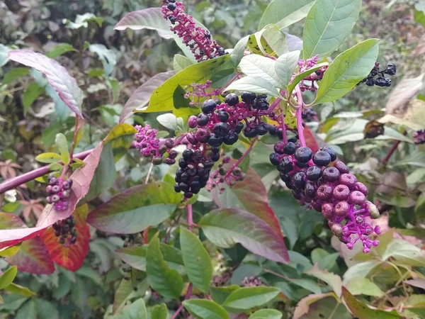 Sambucus Nigra Arbusto Hoja Caduca Una Especie Del Género Sambucus —  Fotos de Stock