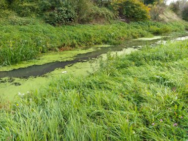 Bataklık Ormanı Gölü. Ördek otuyla dolu bir bataklık. Güzel, sakin bir yer. Rezervuarda duran su. Kıyıda yeşil yoğun çimenler. Balkanlar 'da sonbaharın başlangıcı.