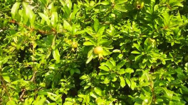 Nar Punica granatum, Lythraceae alt familyası Punicoideae 'de meyve taşıyan, yaprak döken bir çalıdır. Çoklu dikenli dallar. Punica granatumu sebze hasadı için yetiştirilir. Süslü ağaçlar ve çalılar gibi.