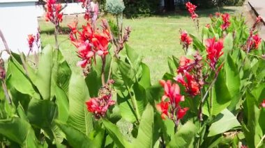 Canna ya da canna Lily, Cannaceae familyasından bir bitki cinsidir. Parlak kırmızı çiçekler bahçedeki büyük yeşil yaprakların arasında gelişir. Güneşli atmosfer bitkilerin güzelliğini vurgular
