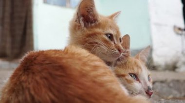 Köyün avlusunda, iki kızıl kedi tanıdık bir çevrede uyukluyor, sıcak betonun üzerinde güneşleniyorlar. Kırılgan genç bir hayvan, bir evcil hayvan, evin yakınındaki bir yaz gününde dinlenir. Kedi vücudunda kırmızı ve beyaz çizgiler.