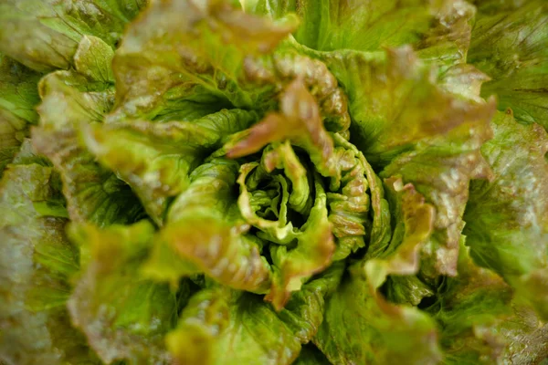 A closeup view of a green lettuce heart and leaves.