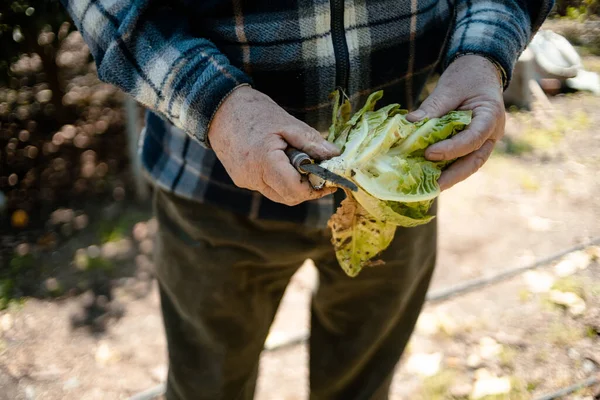 Farmer Removing Dry Leaves Fresh Lettuce His Orchard — Stock Photo, Image